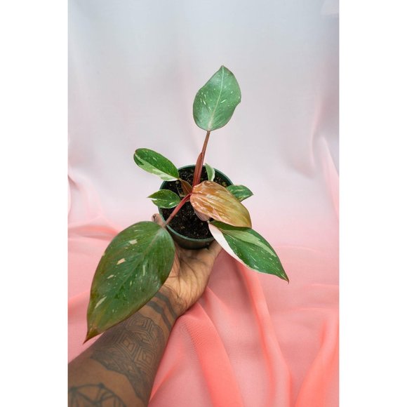 Pink Princess Philodendron 4" US Seller | RARE Pot - Picture 3 of 4